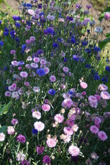 Fototapeta premium flowers in the garden