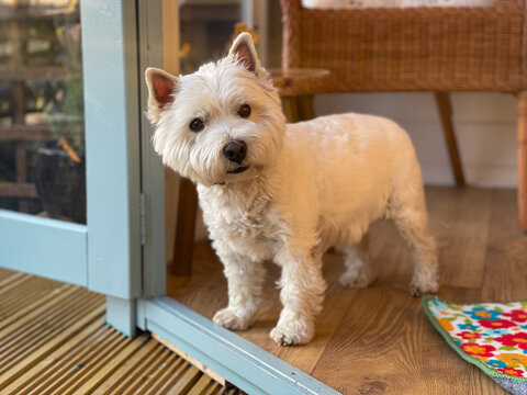A cute white west highland terrier dog standing at the entrance of a door