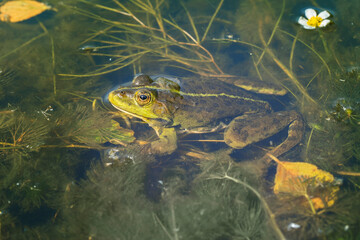 The marsh frog (Pelophylax ridibundus) in the water of an overgrown pond.