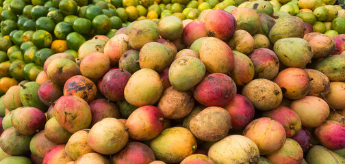 Mango tommy fruit in the traditional Colombian market - Mangifera indica