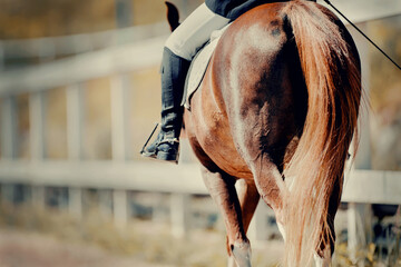 Equestrian sport. Dressage of horses in the arena.