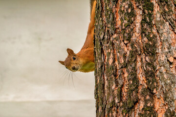 squirrel on a tree