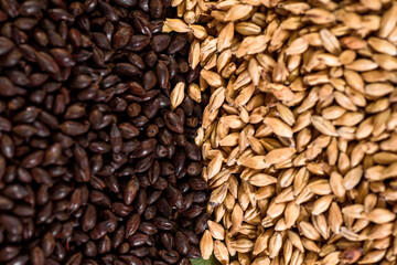 Malted grain close up. Mixed varieties of malted grain on a gray background. close-up. top view. flat lay. series of photos. space. High quality photo