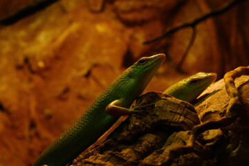 A green lizard close-up on a rock in a park.