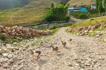 Goslings on a dirt road in village