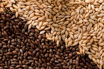 Malted grain close up. Mixed varieties of malted grain on a gray background. close-up. top view. flat lay. series of photos. space. High quality photo