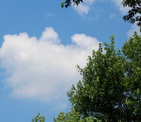 A view of the clouds and the trees on a summer day.