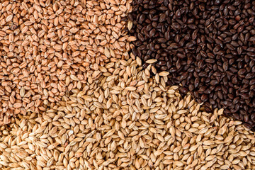 Malted grain close up. Mixed varieties of malted grain on a gray background. close-up. top view. flat lay. series of photos. space. High quality photo
