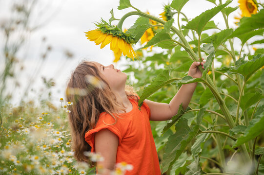 little cute girl with red hair looks at a sunflower on a field in summer. High quality photo