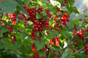 Ripe red currant berries on a branch. Close-up of red berries