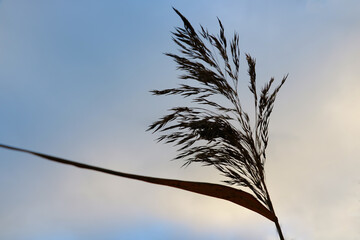 Fototapeta premium The stem is a plant near the water against the sky.