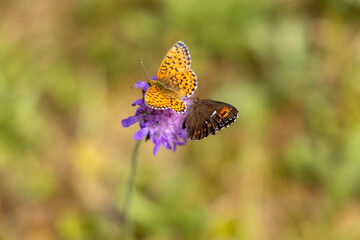 butterfly on flower