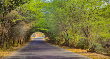Village road with tree canopy