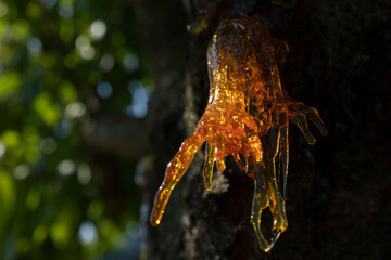 Resin on a cherry tree