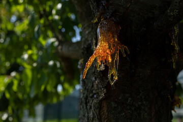 Resin on a cherry tree