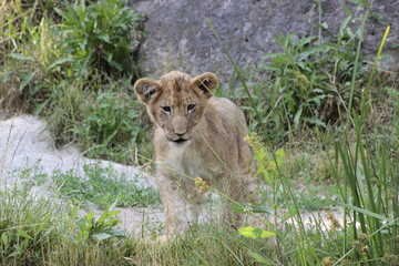 Baby-Löwe entdeckt die Welt