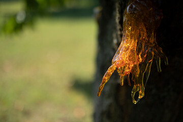 Resin on a cherry tree