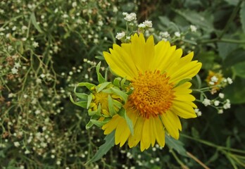 Beautiful flowers in park 