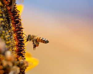 bee bees pollen honey flower