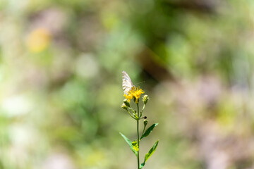 White butterfly on a yellow flower, green background, blur