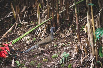bird on the ground