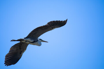 gray heron in free flight in the  blue sky