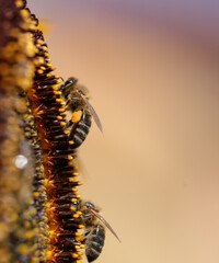 bee bees pollen honey flower