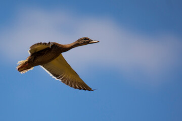 Mallard Duck in Free Flight in Blue Sk