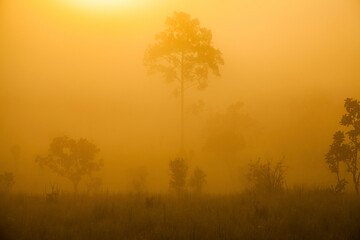 Obraz na płótnie Canvas misty morning sunrise