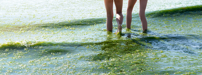Beach pollution and sea with seaweed or algae in hot weather. Girls legs walking in muddy, green...