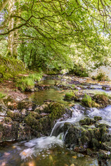 Fototapeta na wymiar Old beech trees beside Weir Water on Exmoor National Park at Robbers Bridge near Oare, Somerset UK
