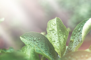 green leaves with raindrops on a blurry background with highlights