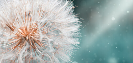 a large view in the selective focus of a white dandelion