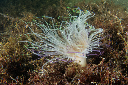 Tube-dwelling anemone (Cerianthus solitarius)