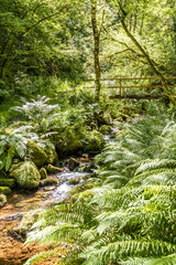Obraz premium A footbridge over a stream beside the nature trail in Dunkery and Horner Wood National Nature Reserve at Horner Wood on Exmoor National Park, Somerset UK