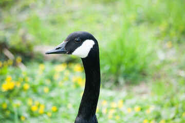 Canadian Goose perched in grass