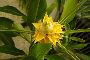 Musella lasiocarpa, Ensete lasiocarpum,commonly known as Chinese dwarf banana, golden lotus banana...