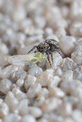 Zebra spider with prey insect Empoasca vitis