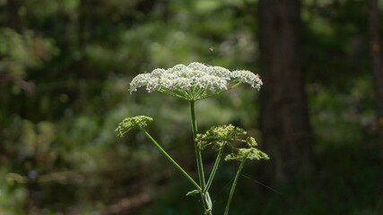 Pimpinela major, Apiaceae