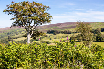 Exmoor National Park - Ferns and foxgloves on Dunkery Hill below Dunkery Beacon from Stoke Pero Common, Somerset UK