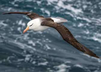 Albatross in flight