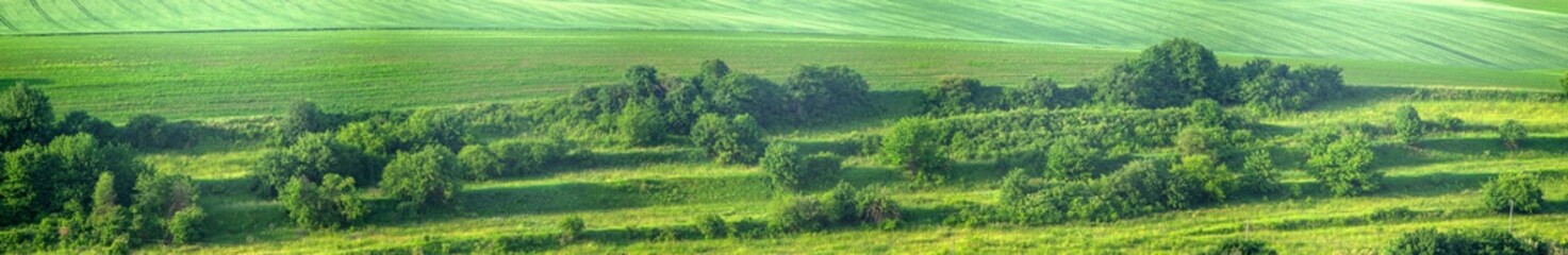 Beautiful panorama of a green field in summer