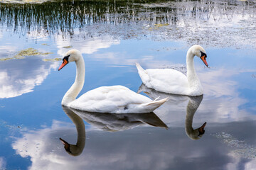 A pair of mute swans on the Snipe Pool at the Coombe Hill Canal and Meadows Nature Reserve, Coombe Hill, Gloucestershire UK