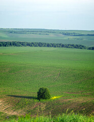 Beautiful panorama of a green field in summer