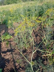 Dill in the garden