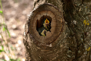 Two small birds in a nest inside a tree
