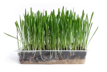 Homemade cat grass grown in a clear plastic container. Isolated on white, copy space for text. - Powered by Adobe