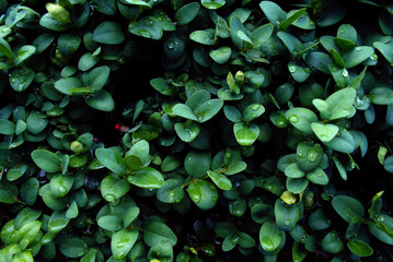 morning dew on shadowy bush