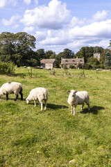 Fototapeta na wymiar Sheep grazing on the edge of the Cotswold village of Miserden, Gloucestershire UK
