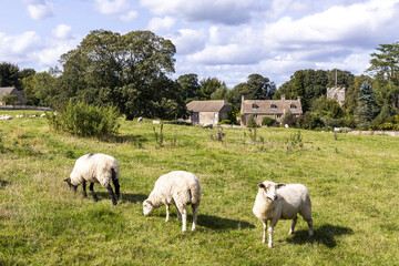 Sheep grazing on the edge of the Cotswold village of Miserden, Gloucestershire UK